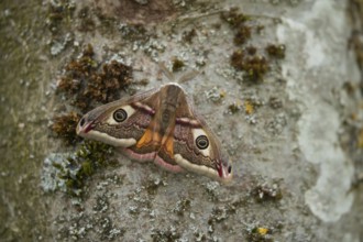 Emperor (Saturnia pavonia) moth resting on a tree trunk, Suffolk, England, United Kingdom, Europe