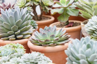 Various types of succulent in flower pots in the greenhouse. Closeup, selective focus