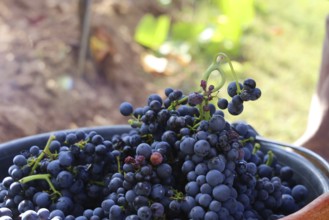Grape grape harvest: Hand-picking Pinot Noir grapes in a vineyard in the Palatinate