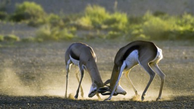 Springbok (Antidorcas marsupialis) scuffling in first light Kalahari, South Africa, Africa