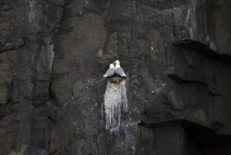 Black-legged kittiwakes (Rissa tridactyla) pair nesting on rock ledge in sea cliff at seabird