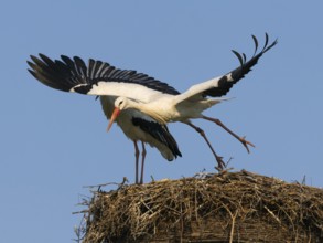 White stork (Ciconia ciconia), bird taking off in flight from nesting platform, Hesse, Germany,