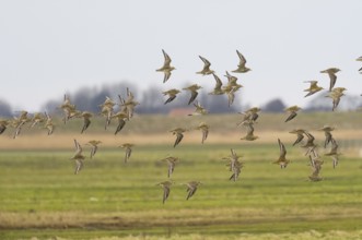 Eurasian Golden Plover (Pluvialis apricaria) flock in flight over a coastal marsh, migrating