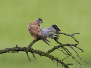 A kestrel perched on a mossy branch against a green background, preening itself, with its tail