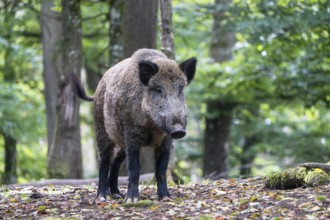 Wild boar (Sus scrofa), boar, Vulkaneifel, Rhineland-Palatinate, Germany, Europe