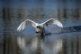 Mute swan (Cygnus olor), adult bird approaching, landing, subsidence area, Bottrop, Ruhr area,