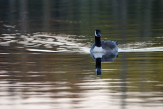 Canada goose (Branta canadensis), adult bird, in the morning light, subsidence area, Bottrop, Ruhr