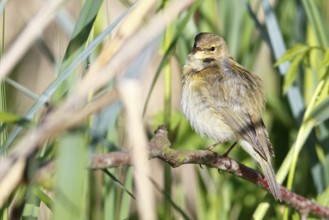 Chiffchaff or willow warbler (Phylloscopus collybita), animal hidden in the biotope,