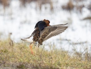 Ruff (Calidris pugnax) male in breeding plumage displaying at lek, Pokka, Finnish Lapland