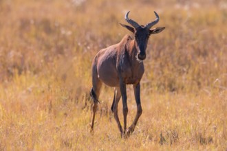 Africa, Botswana, antelope, lyrebird, Botswana, Africa