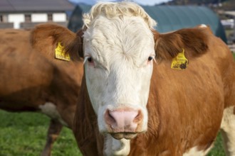 Cows (Simmental Fleckvieh) on the pasture in Tyrol