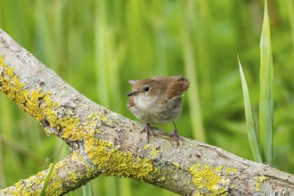 Nightingale (Luscinia megarhynchos) Germany