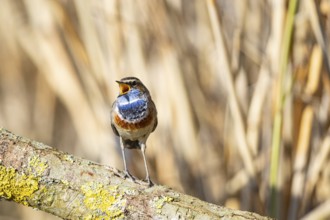 Bluethroat (Luscinia svecica cyanecula) Male Germany