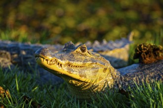 Spectacled caiman (Caiman crocodilius) Panatanal Brazil