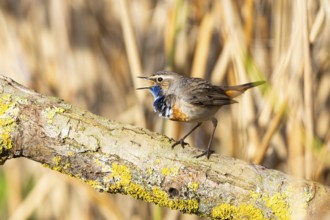 Bluethroat (Luscinia svecica cyanecula) Male Germany