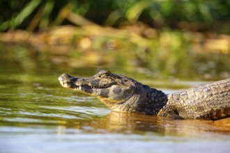 Spectacled caiman (Caiman crocodilius) Pantanal Brazil