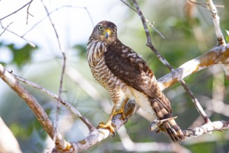 Roadside hawk (Buteo magnirostris) Pantanal Brazil