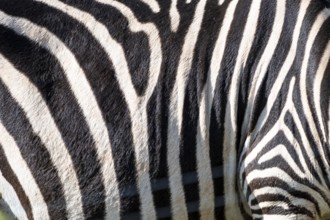 The zebra's stripes are black and white. The stripes are very close together, and the zebra's skin