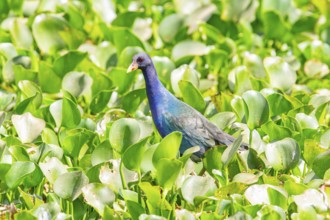 American purple gallinule (Porphyrio martinicus) Pantanal Brazil