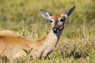Pampas deer (Ozotoceros bezoarticus) Pantanal Brazil