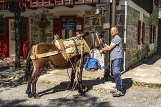 Mules transport the goods to the mountain hut in Paklenica National Park, Croatia, Europe