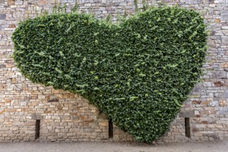 Wall of natural stone heart-shaped overgrown with ivy (Hedera helix), heart, Roman fort Saalburg,