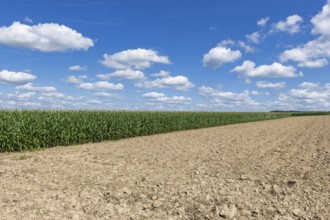 Symbolic image, renewable energies, maize plants, biogas plant, feed maize, maize cobs, clouds,