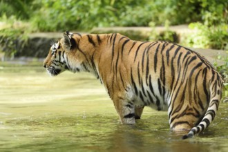 Siberian tiger (Panthera tigris altaica) taking a bath at the shore of a lake, captive
