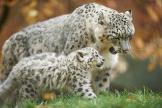 Snow leopard (Panthera uncia syn. Uncia uncia) mother with her youngster in autumn, captive