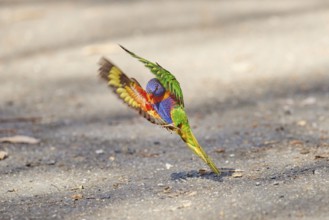 Close-up of rainbow lorikeets (Trichoglossus moluccanus) wildlife in Australia