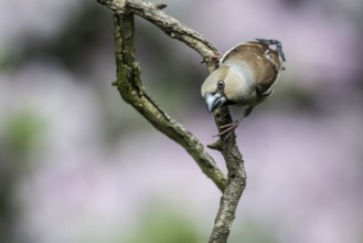 Hawfinch (Coccothraustes coccothraustes), Emsland, Lower Saxony, Germany, Europe