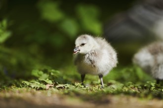 Barnacle goose (Branta leucopsis) chick, Bavaria, Germany, Europe