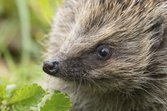 European hedgehog (Erinaceus europaeus) adult animal in a garden, England, United Kingdom, Europe
