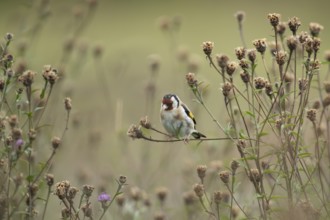 European goldfinch (Carduelis carduelis) adult bird on Knapweed plant seed heads, Lincolnshire,
