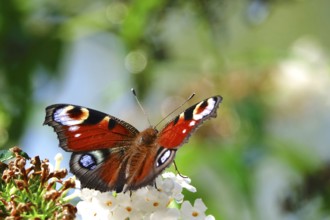 Peacock butterfly (Inachis io), September, Mecklenburg-Western Pomerania, Germany, Europe