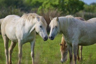 Two white Camargue horses in a green meadow in a quiet neighbourhood, Camargue, France, Europe
