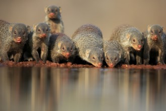 Zebra mongoose (Mungos mungo), adult, group, at the water, drinking, Kruger National Park, Kruger