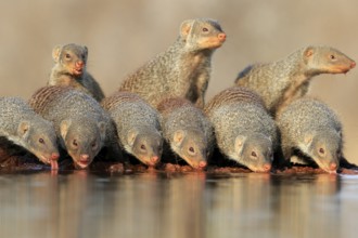 Zebra mongoose (Mungos mungo), adult, group, at the water, drinking, Kruger National Park, Kruger