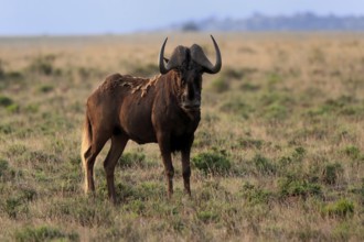 White-tailed wildebeest (Connochaetes gnou), adult, alert, Mountain Zebra National Park, Eastern