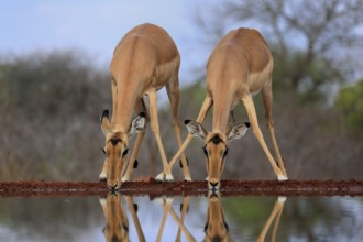 Black Heeler Antelope (Aepyceros melampus), adult, female, two, at the water, drinking, Kruger