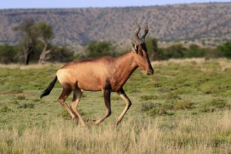 Red hartebeest (Alcelaphus buselaphus caama), Kaama, adult, running, foraging, Mountain Zebra