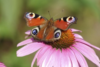 European peacock (Inachis io), summer, Saxony, Germany, Europe