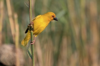 Eastern golden weaver (Ploceus subaureus), adult, male, auto-waiting, alert, Saint Lucia Estuary,