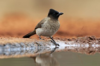 Grey bulbul (Pycnonotus barbatus), adult, at the water, drinking, Kruger National Park, Kruger