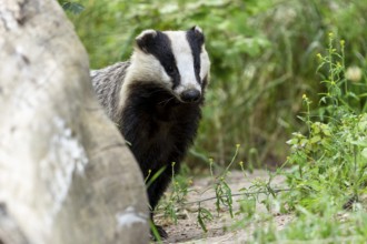 Badger looking curiously from behind a tree trunk, european badger (Meles meles), Germany, Europe