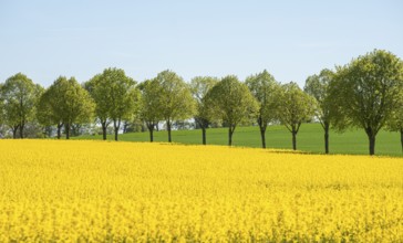 Avenue with linden trees by fields with rapeseed in Ystad Municipality, Skåne, Sweden, Scandinavia,