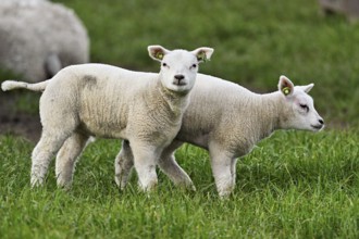 Domestic sheep (Ovis aries), two white lambs standing in a meadow, Texel, North Holland,