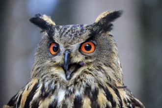 Eurasian Eagle-owl (Bubo bubo), adult calling portrait, in winter, Zdarske Vrchy, Bohemian-Moravian