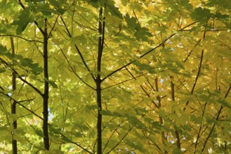 Deciduous trees, maple (Acer) with autumn leaves in backlight, North Rhine-Westphalia, Germany,