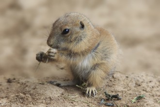 Black-tailed prairie dog (Cynomys ludovicianus), feeding young, North America